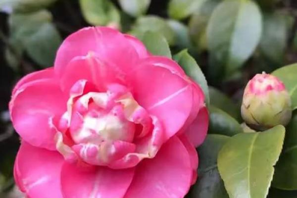命格与花香：探寻那些喜欢种花的人背后的秘密