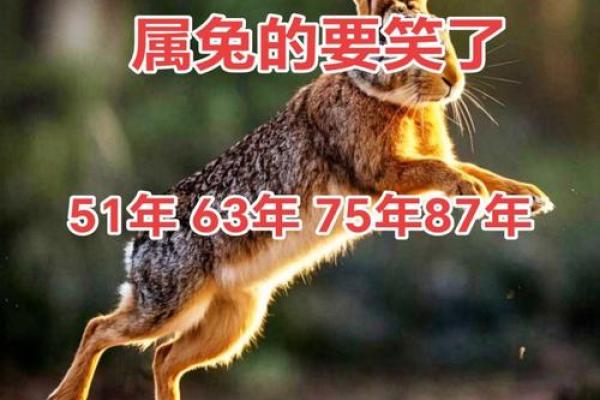 七五年生属兔：命运与性格的深度解析
