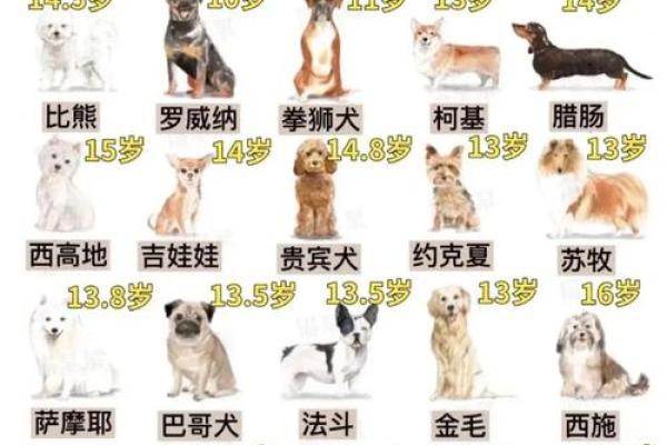 属狗人出生年月对应命运解析，教你如何把握人生机遇！