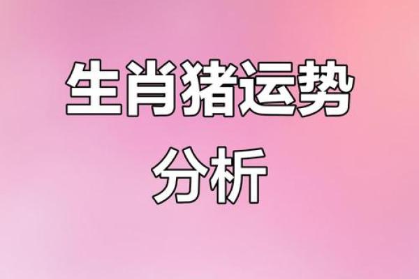 2019年是什么年？属什么命？揭秘生肖猪的独特魅力与运势