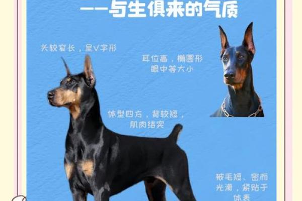 2018年生肖狗：忠诚与勇敢的象征，带你解析命运与性格