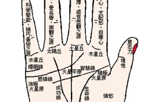 女生手掌纹理解析：揭示命运与性格的深层密码