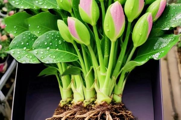 金命人适合的植物,提升运势与生活品质的秘密! 金命人适合的植物,提升运势与生活品质的秘密!