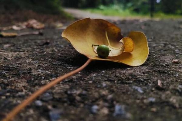 命里亲情浅薄，无法抵挡的孤独时光