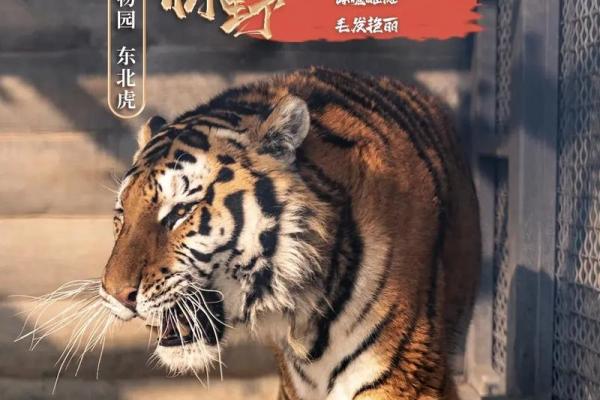 1914年虎年：如何塑造你的命运与人生挑战