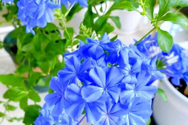 如何根据命理选择适合的花卉，让生活更添色彩