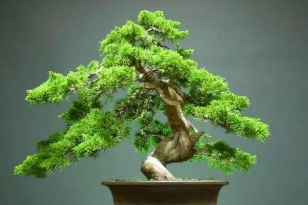 最旺松柏木命的人：运势与生活的完美结合