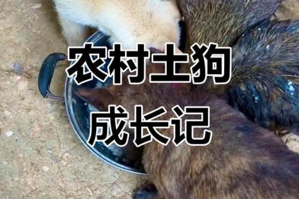 揭秘2017年狗年:属于土狗的命运与人生之路 揭秘2017年狗年:属于土狗的命运与人生之路