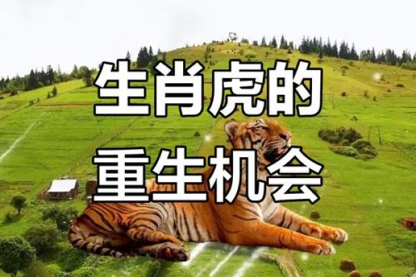 1926年出生的老虎命：领悟生命的智慧与魅力