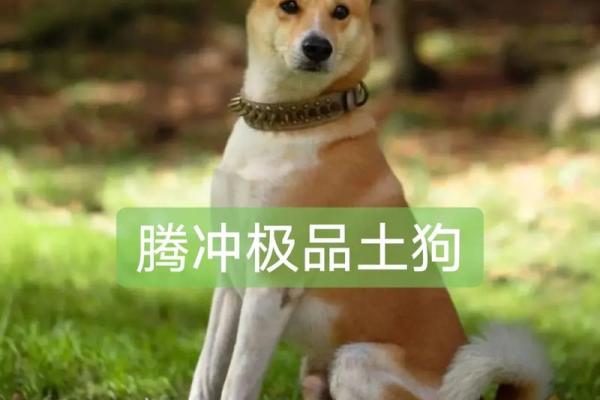 2023年土狗命运解析:把握机遇,迎接挑战! 2023年土狗命运解析:把握机遇,迎接挑战!
