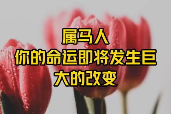 63岁属马的命运分析：智慧与挑战并存的人生旅程