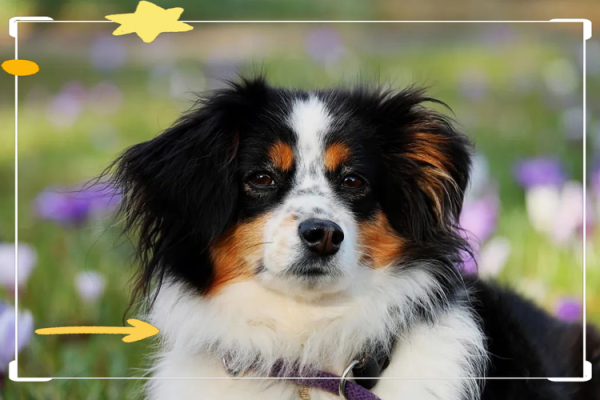 1994年属狗的人命运解析:性格、事业与爱情的全面剖析 1994年属狗的人命运解析:性格、事业与爱情的全面剖析