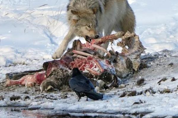 忧闷命格的神秘象征:了解其背后的动物智慧 忧闷命格的神秘象征:了解其背后的动物智慧