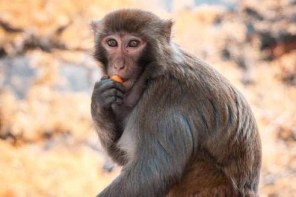 2018属猴的命运解析:如何在挑战中崭露头角 2018属猴的命运解析:如何在挑战中崭露头角