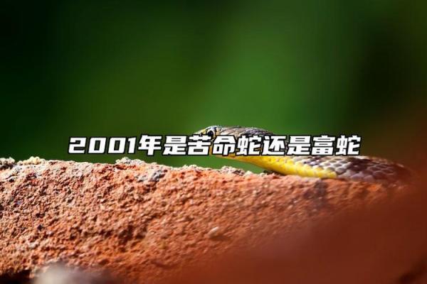 2001年出生的女性蛇:情感与命运的交织之路 2001年出生的女性蛇:情感与命运的交织之路