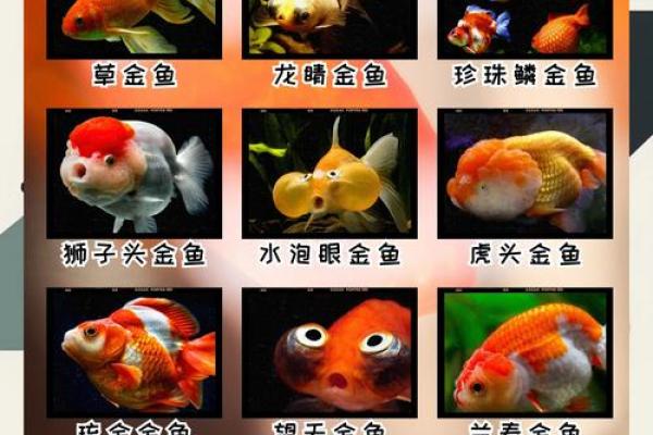 金鱼适合什么命人养？探秘金鱼与运势的神奇联系