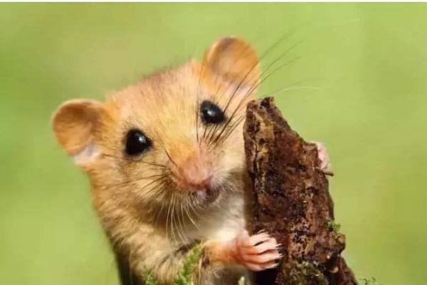 2019属鼠人命运揭秘：他们的特点与人生道路解析