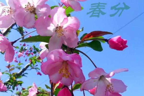 探索杨柳命:生命中的柔韧与坚韧交织 探索杨柳命:生命中的柔韧与坚韧交织