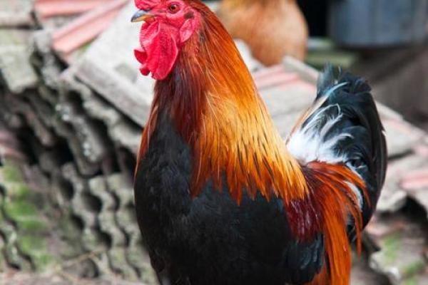 土鸡命:如何选择适合的屏保,让生活更舒适! 土鸡命:如何选择适合的屏保,让生活更舒适!