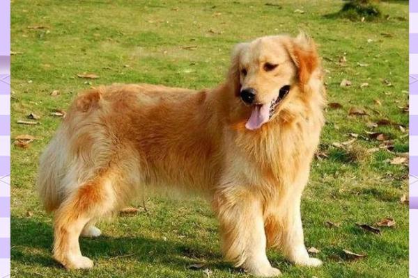 探索1998年出生的狗：命运与性格的奥秘