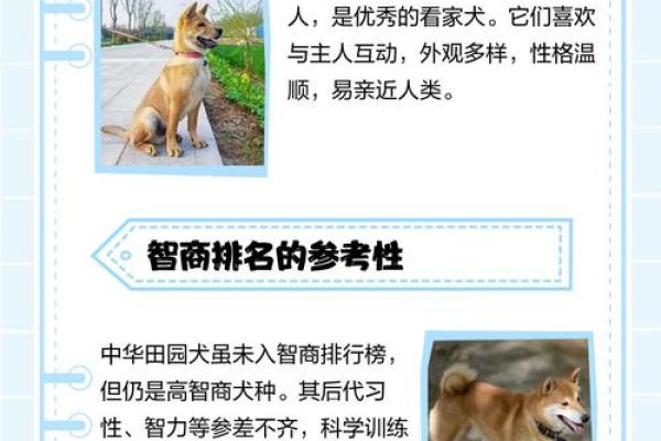 1970年属狗人的命理解析:缺乏什么与如何补救的智慧之道 1970年属狗人的命理解析:缺乏什么与如何补救的智慧之道