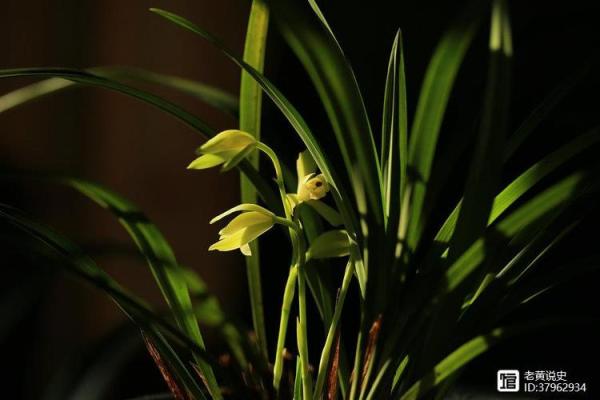 蕙质兰心:优雅与智慧的完美结合 蕙质兰心:优雅与智慧的完美结合