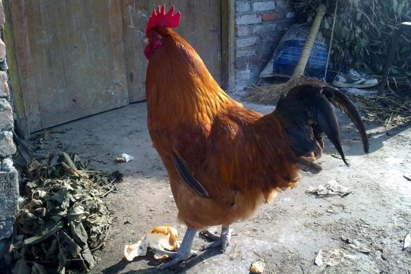 1945年出生属鸡人的命运与人生之路探秘 1945年出生属鸡人的命运与人生之路探秘