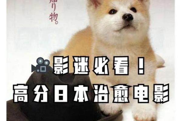 1994年属狗:守护忠诚与信念的命运之旅 1994年属狗:守护忠诚与信念的命运之旅