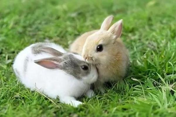 2006年正月27日的命运解析:细数兔年带来的机遇与挑战 2006年正月27日的命运解析:细数兔年带来的机遇与挑战