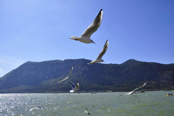 水中金命人选择壁纸的完美指南:让居家环境更和谐 水中金命人选择壁纸的完美指南:让居家环境更和谐