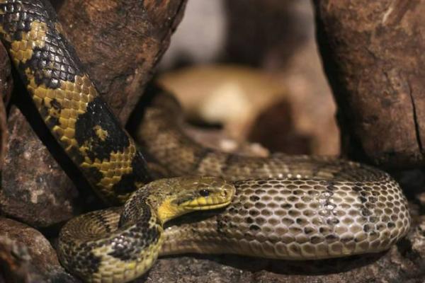 金蛇之命的颜色选择:探寻能量与运势的秘境 金蛇之命的颜色选择:探寻能量与运势的秘境