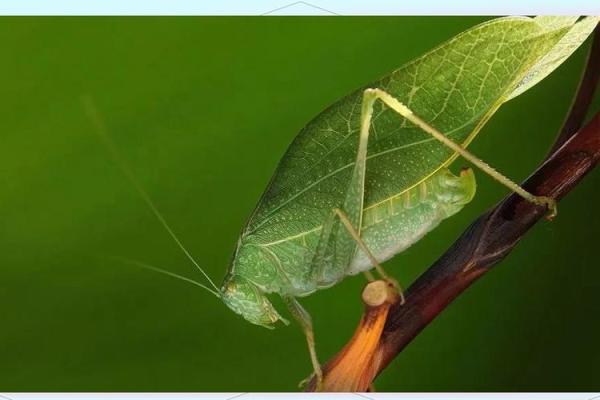 1991年出生的你,命运与性格的奇妙探秘 1991年出生的你,命运与性格的奇妙探秘