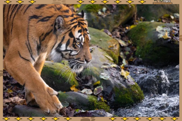 2022年虎宝宝命理解析:揭秘虎年新生儿的命运与特点 2022年虎宝宝命理解析:揭秘虎年新生儿的命运与特点