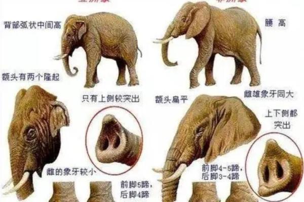 老鼠的命运:探寻1984年出生者的命理之路与生活启示 老鼠的命运:探寻1984年出生者的命理之路与生活启示