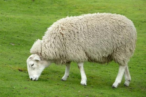 农村屠夫命不长的背后:隐秘的职业与生活困境探析 农村屠夫命不长的背后:隐秘的职业与生活困境探析