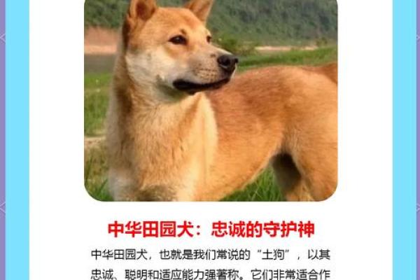 2006年属狗人的命运解析与人生启示 2006年属狗人的命运解析与人生启示