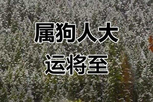 2006年属狗人的命运解析与人生启示 2006年属狗人的命运解析与人生启示
