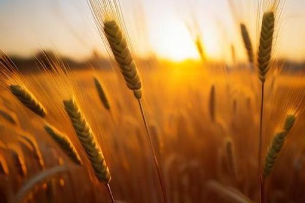 1948年出生的火命人:热情与挑战并存的人生旅程 1948年出生的火命人:热情与挑战并存的人生旅程