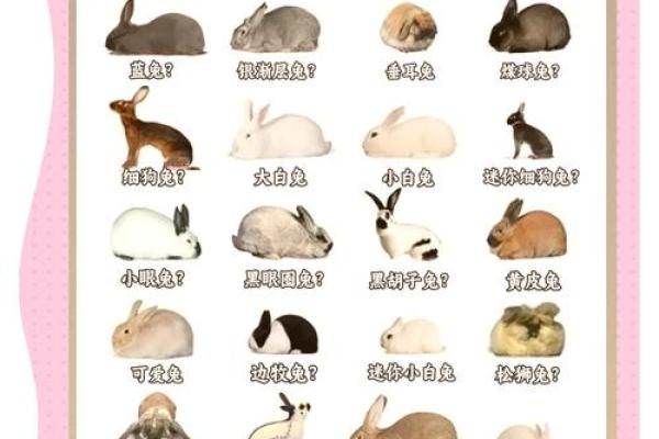 土命兔的职业选择:适合从事哪些行业? 土命兔的职业选择:适合从事哪些行业?