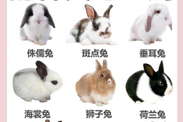 土命兔的职业选择:适合从事哪些行业? 土命兔的职业选择:适合从事哪些行业?