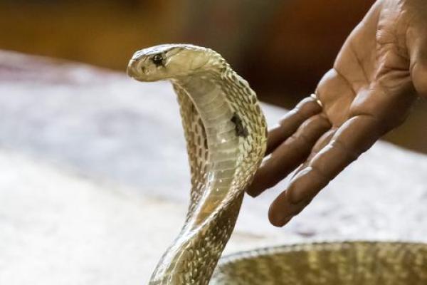 2029年属什么?探究属蛇人的命运与人生启示 2029年属什么?探究属蛇人的命运与人生启示