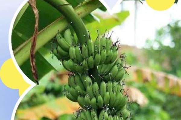 看香蕉的人命运揭秘：你也许不知道的秘密！