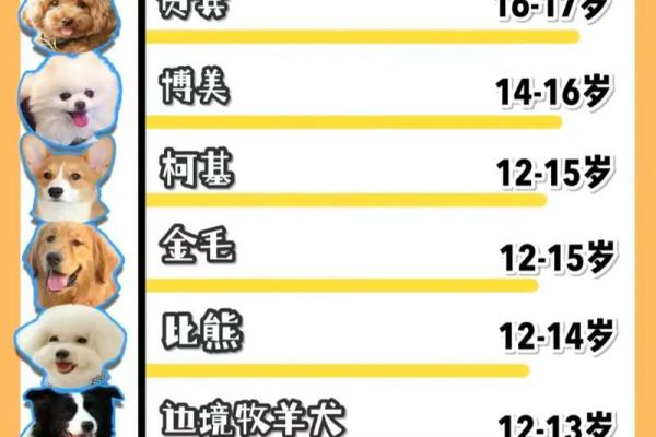 狗年出生的人命运分析:生肖狗的独特命格与运势解析 狗年出生的人命运分析:生肖狗的独特命格与运势解析