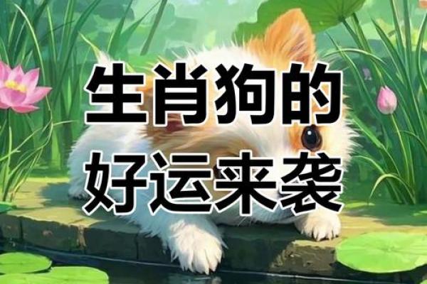 2020年属狗人的命运全解析:好运与挑战并存! 2020年属狗人的命运全解析:好运与挑战并存!