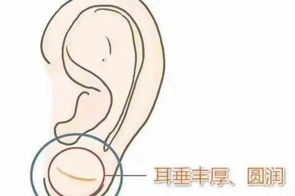 耳垂的形状与命运：探寻大厚耳垂所蕴含的命理秘密
