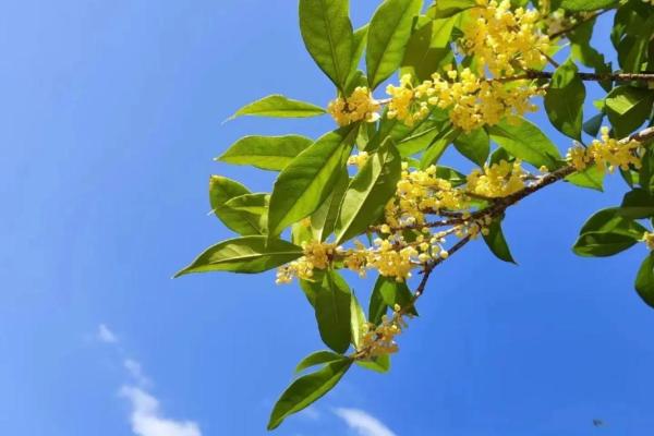 桂花命格：香气四溢的女孩如何展现独特魅力