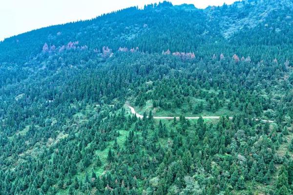水马杨柳木命,找寻异性的命理搭配与和谐之路 水马杨柳木命,找寻异性的命理搭配与和谐之路