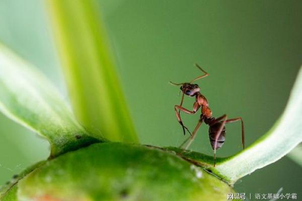 平地木命的独特魅力与生活启示