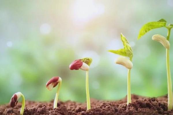 在风的吹拂下,领悟命运的真谛与四字成语的智慧 在风的吹拂下,领悟命运的真谛与四字成语的智慧