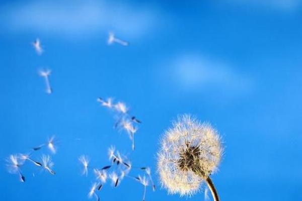 在风的吹拂下,领悟命运的真谛与四字成语的智慧 在风的吹拂下,领悟命运的真谛与四字成语的智慧